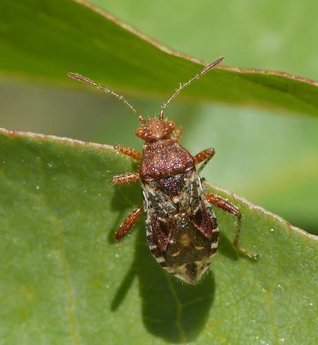 Rhopalus subrufus